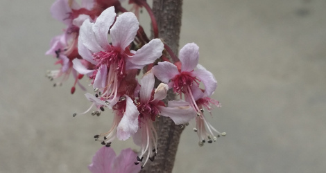 Ungnadia speciosa