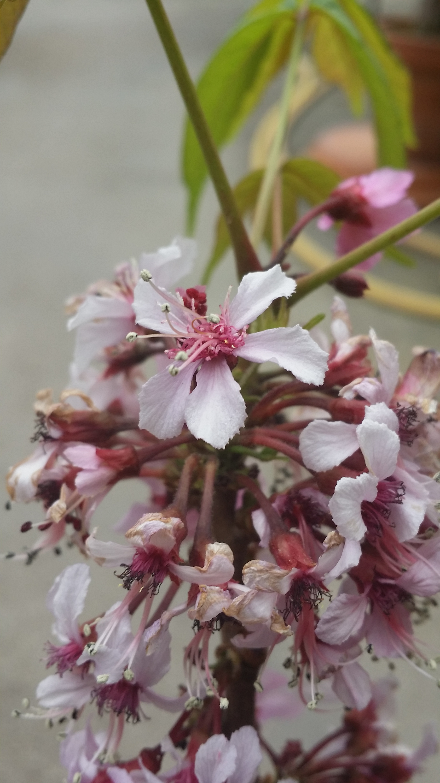 Ungnadia speciosa