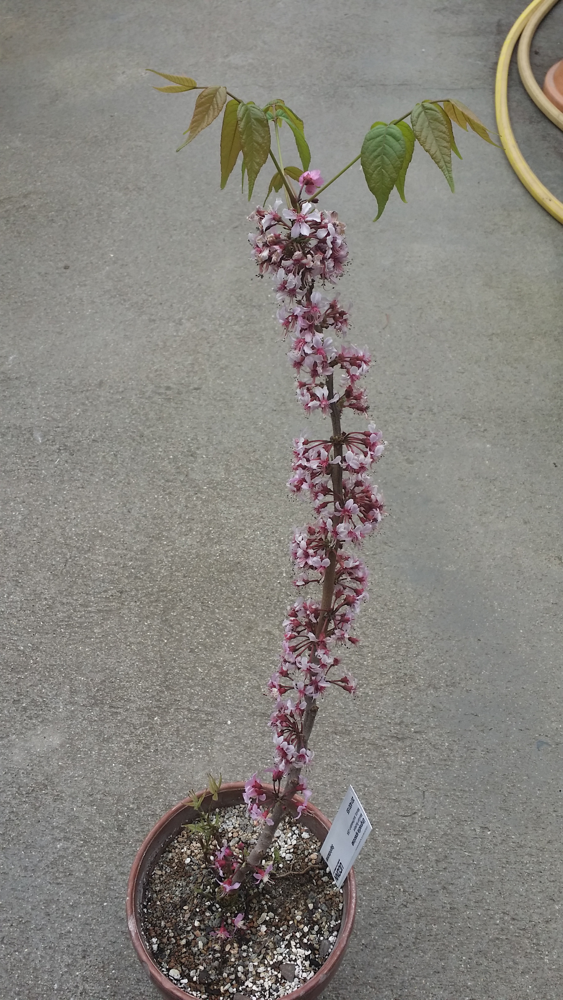 Ungnadia speciosa