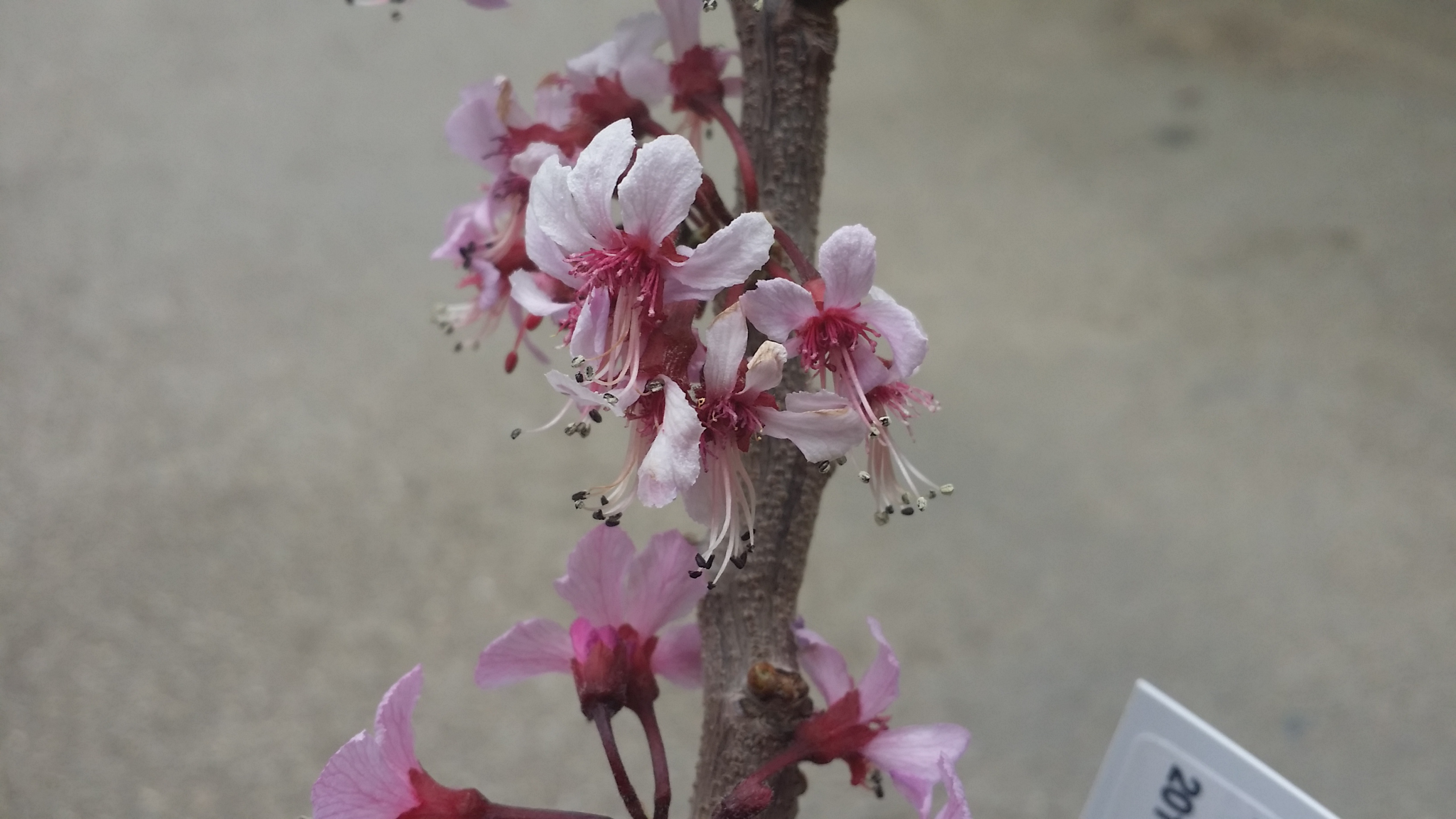 Ungnadia speciosa