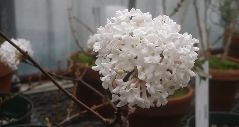 Viburnum farreri
