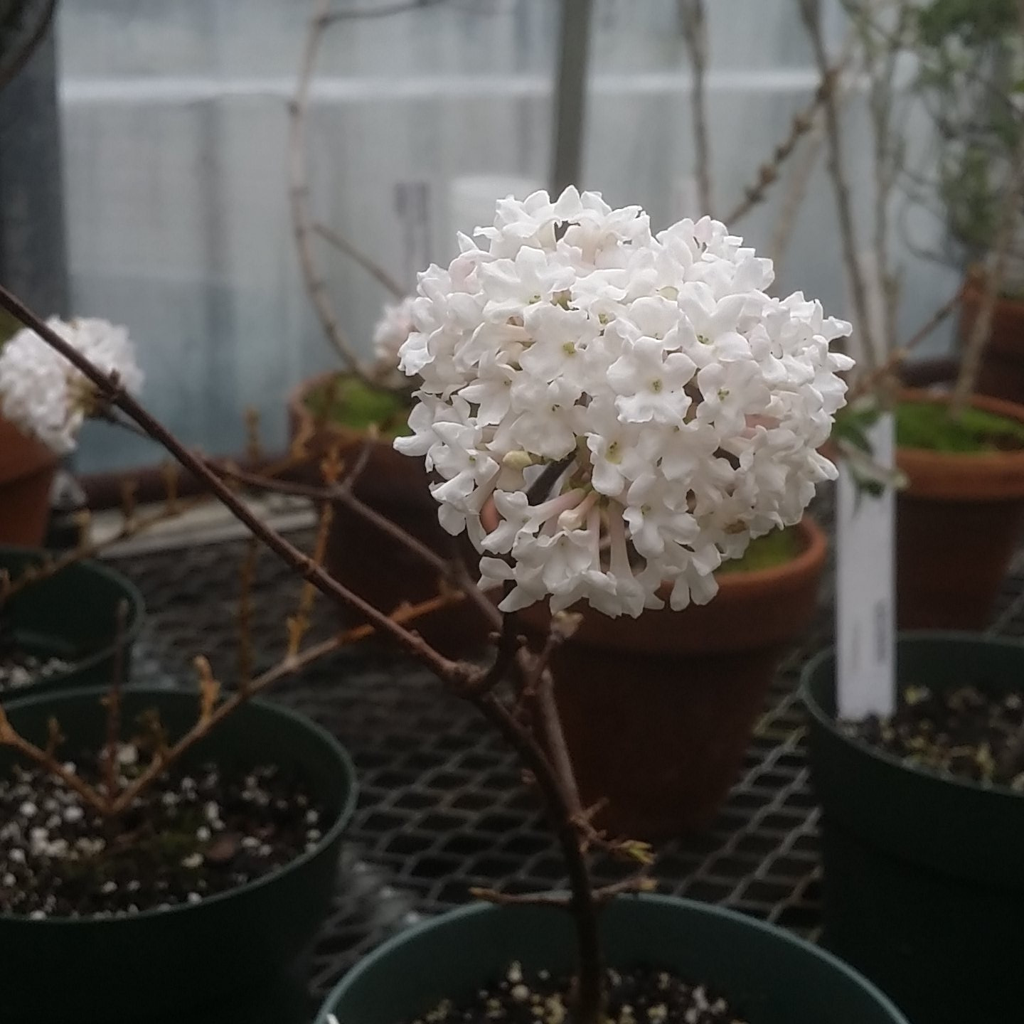 Viburnum farreri