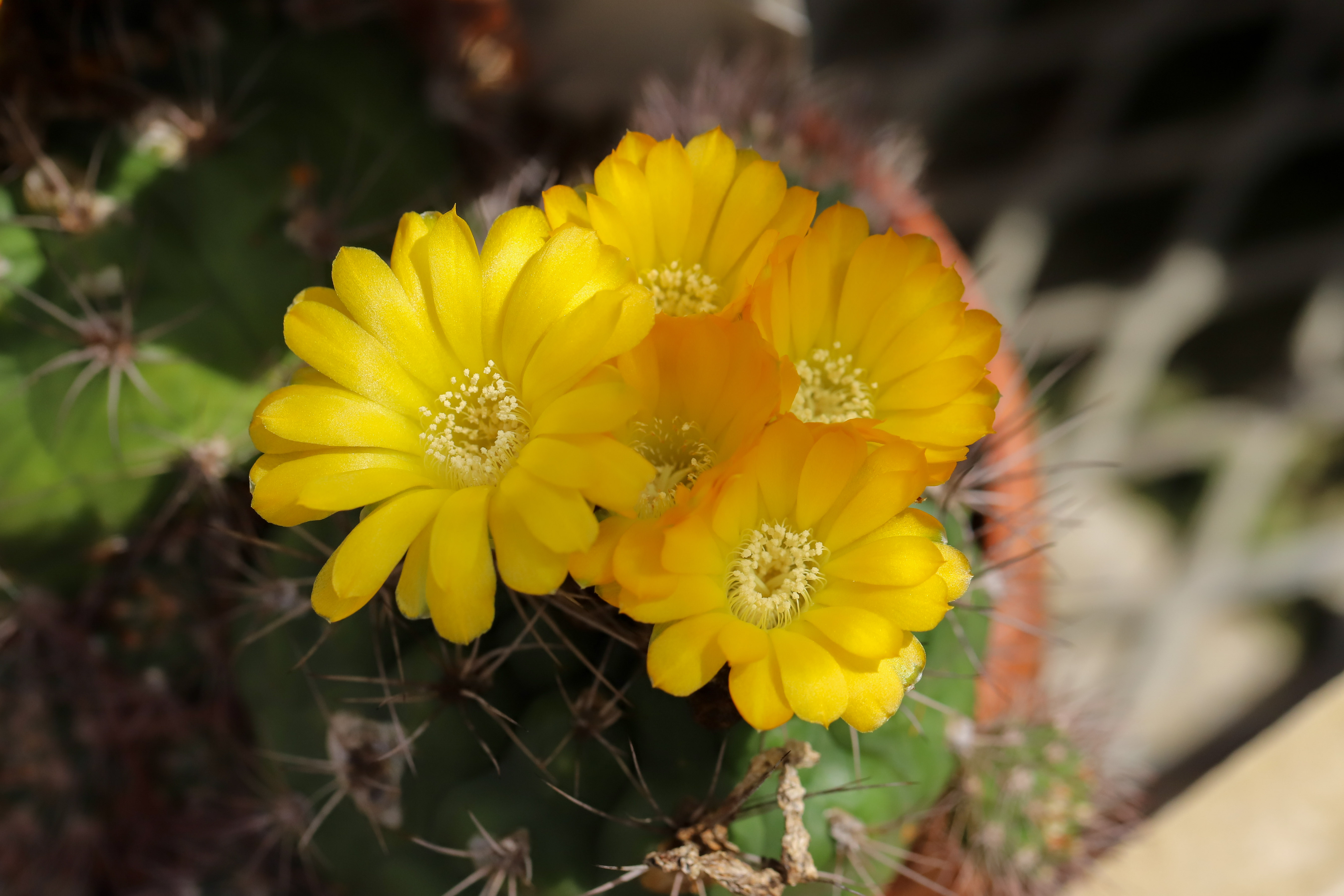 Weingartia frey-juckeri