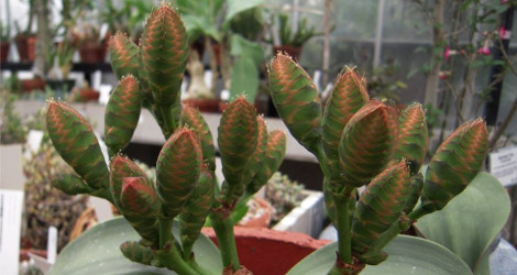 Welwitschia mirabilis