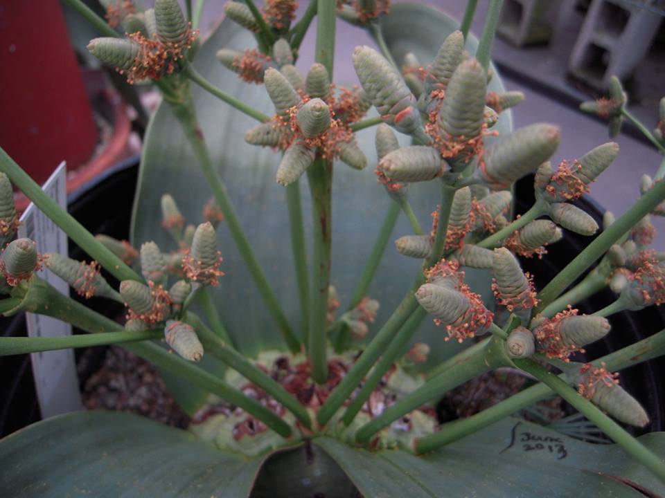 Welwitschia mirabilis