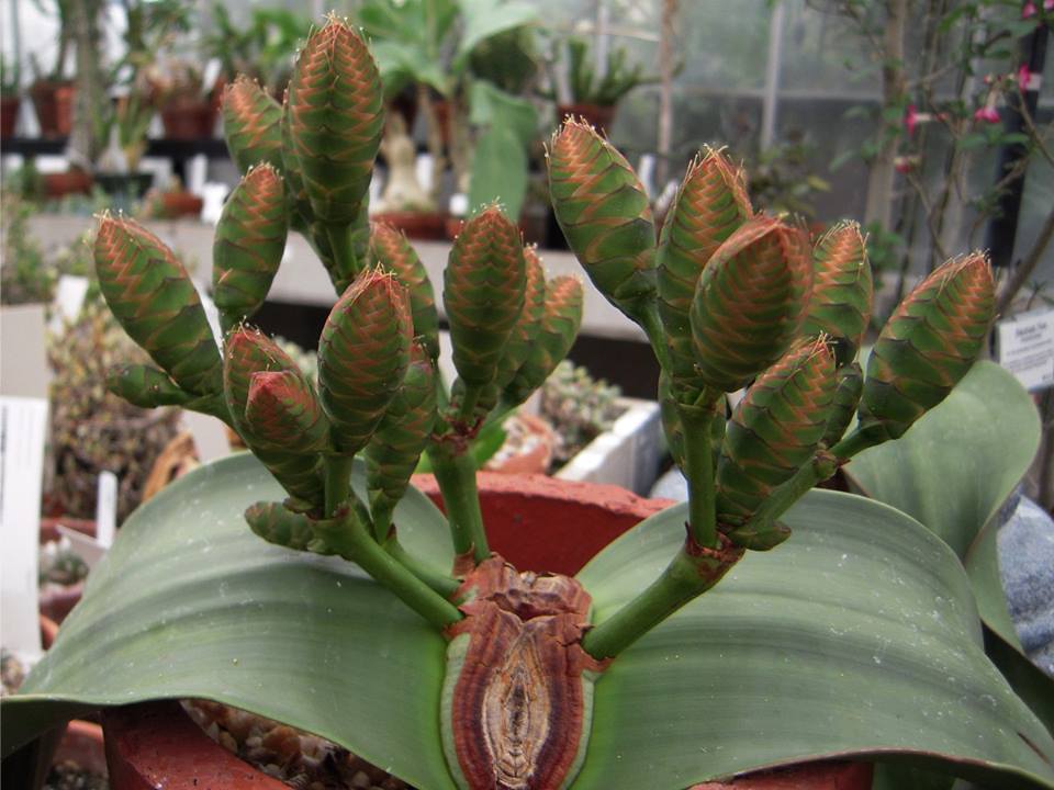 Welwitschia mirabilis