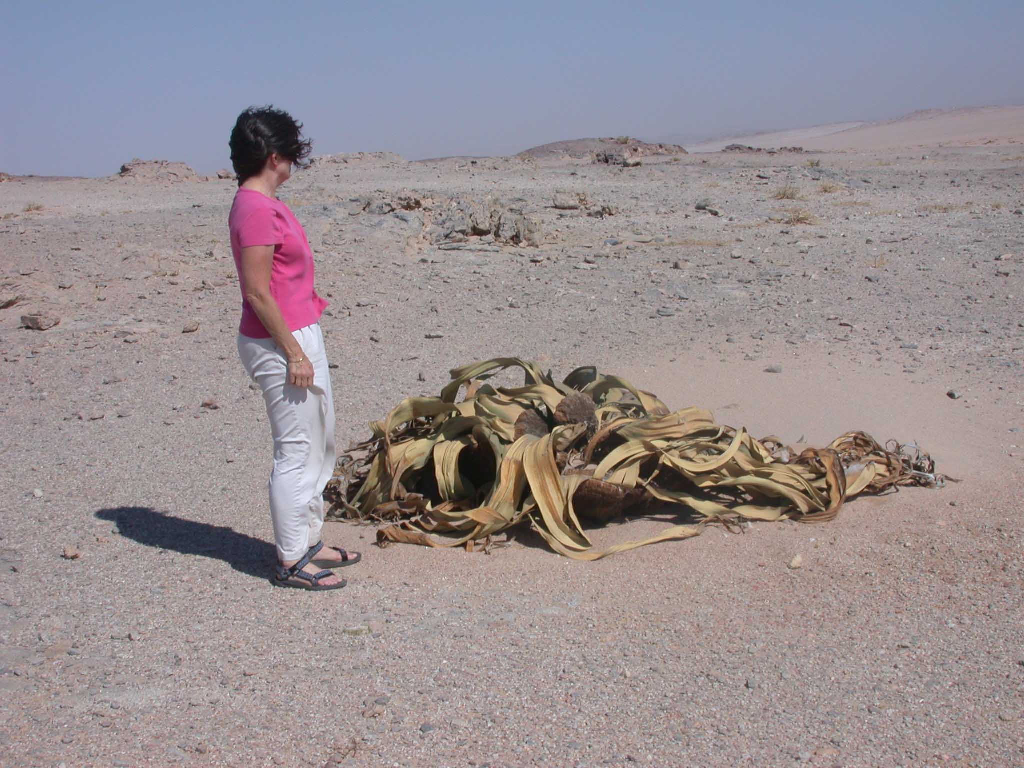 Welwitschia mirabilis