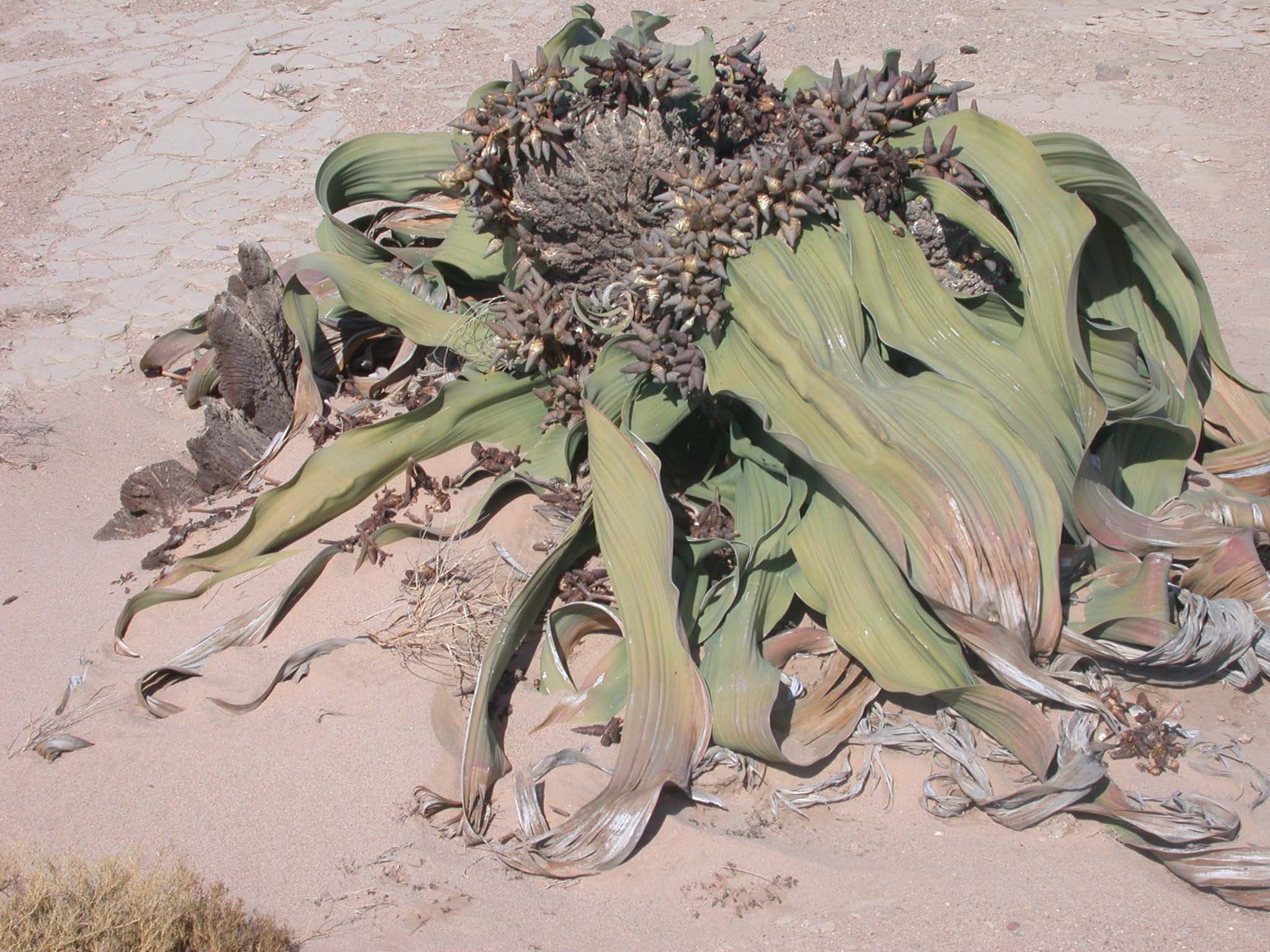 Welwitschia mirabilis