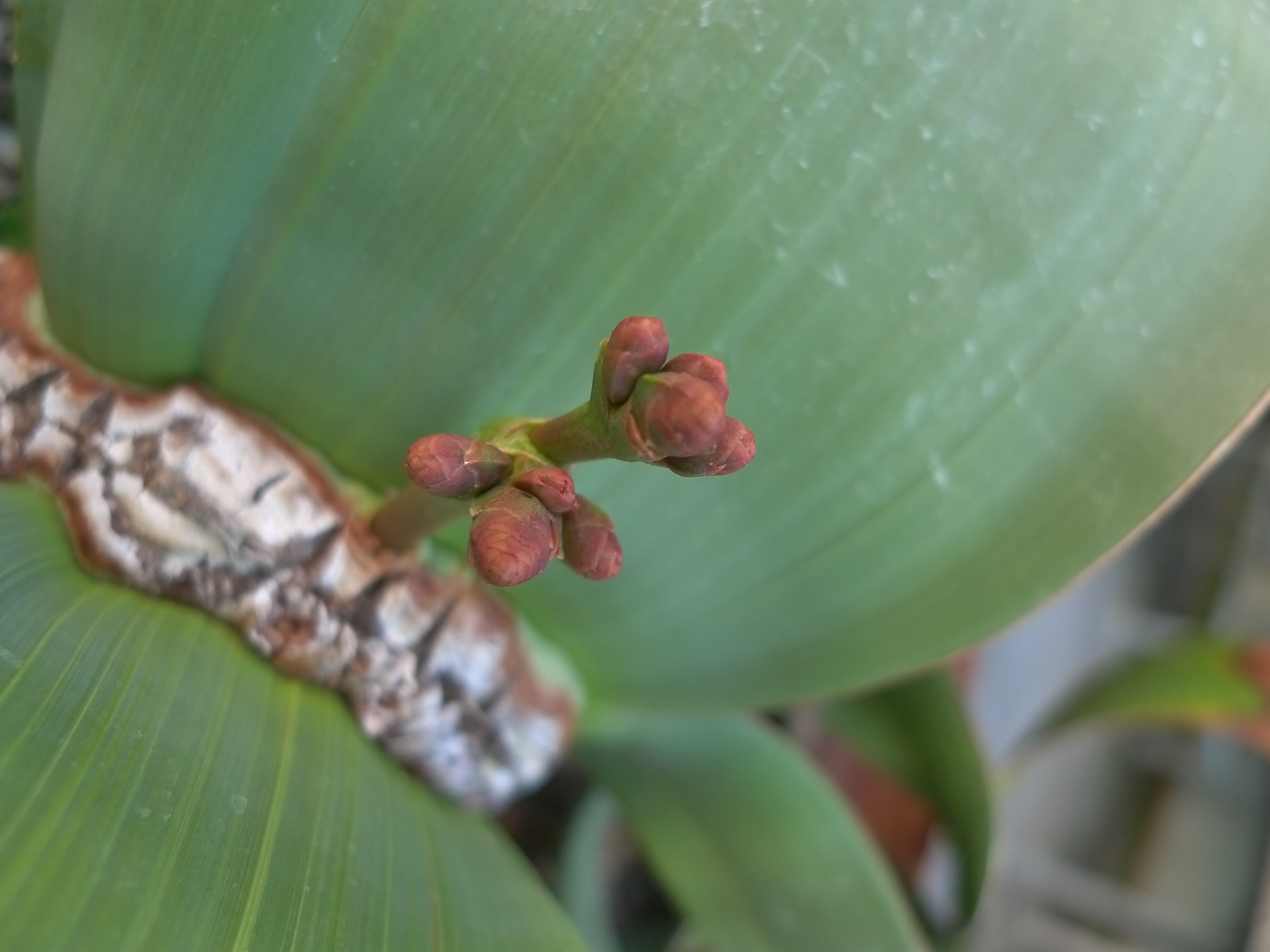 Welwitschia mirabilis