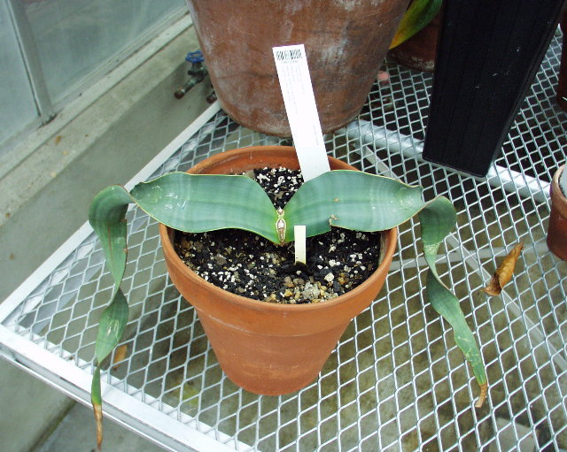 Welwitschia mirabilis