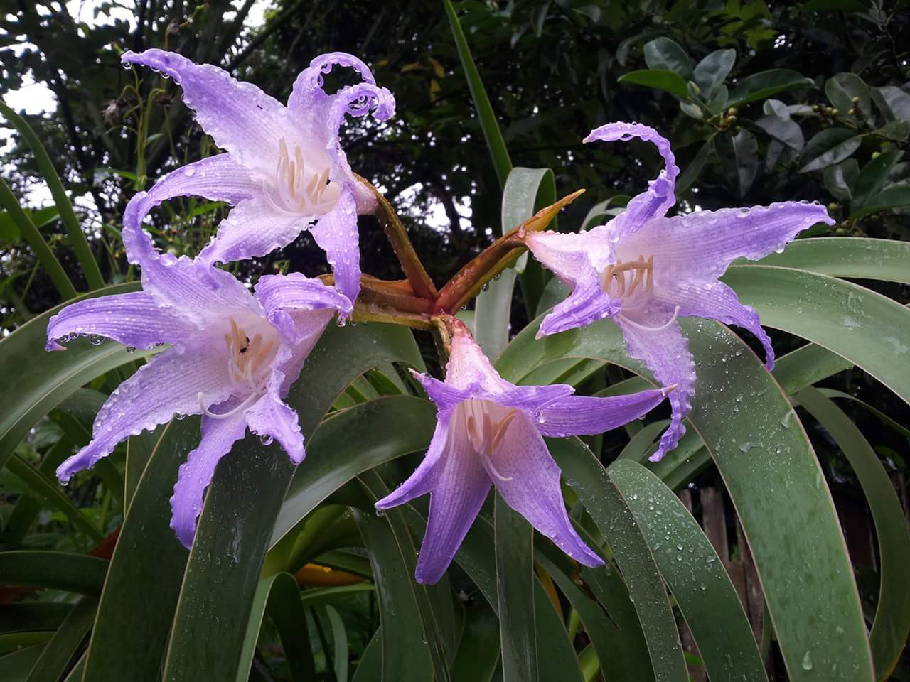 Worsleya procera