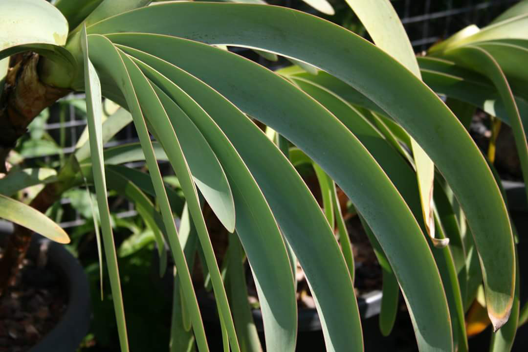 Worsleya procera
