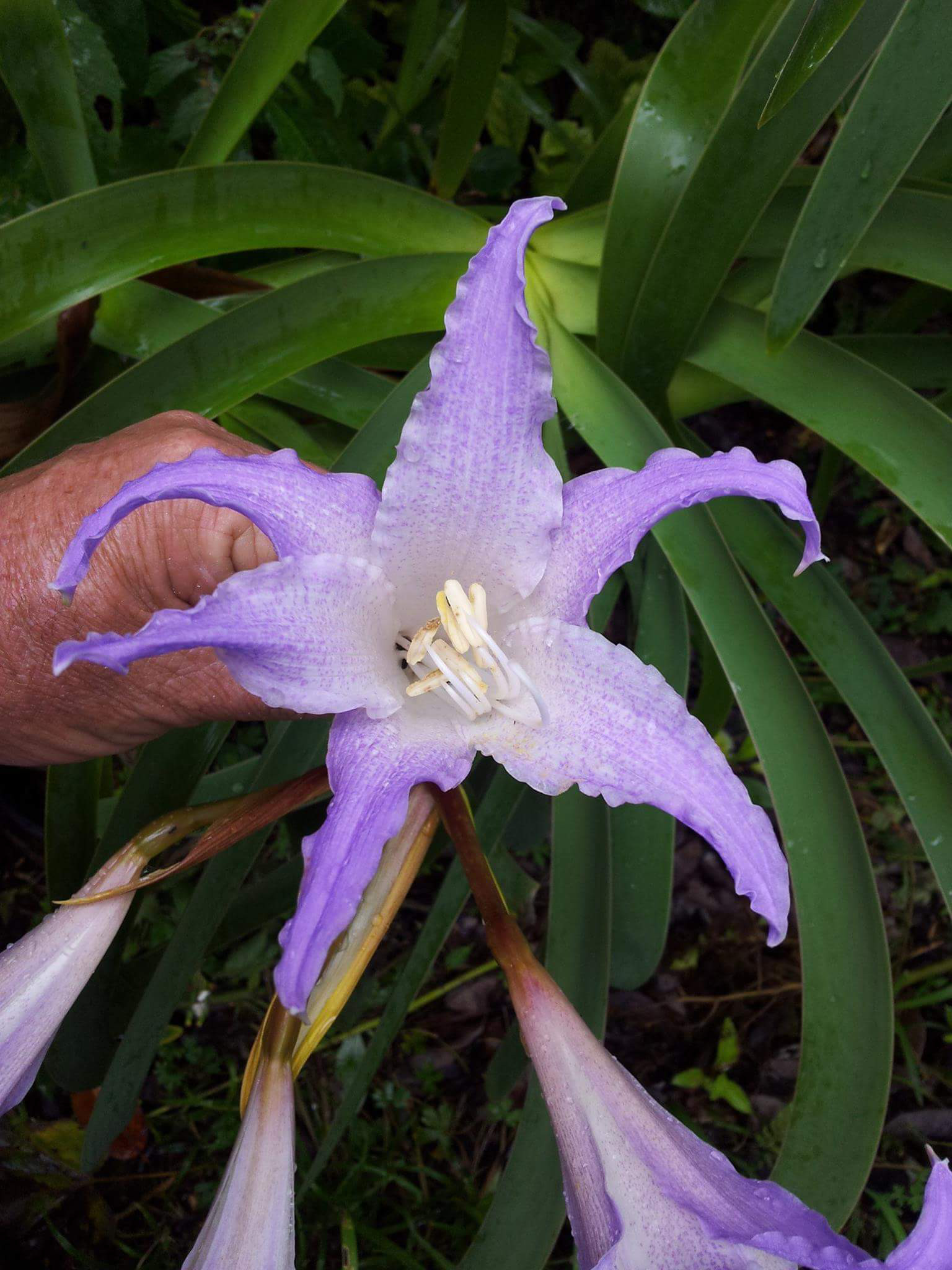 Worsleya procera
