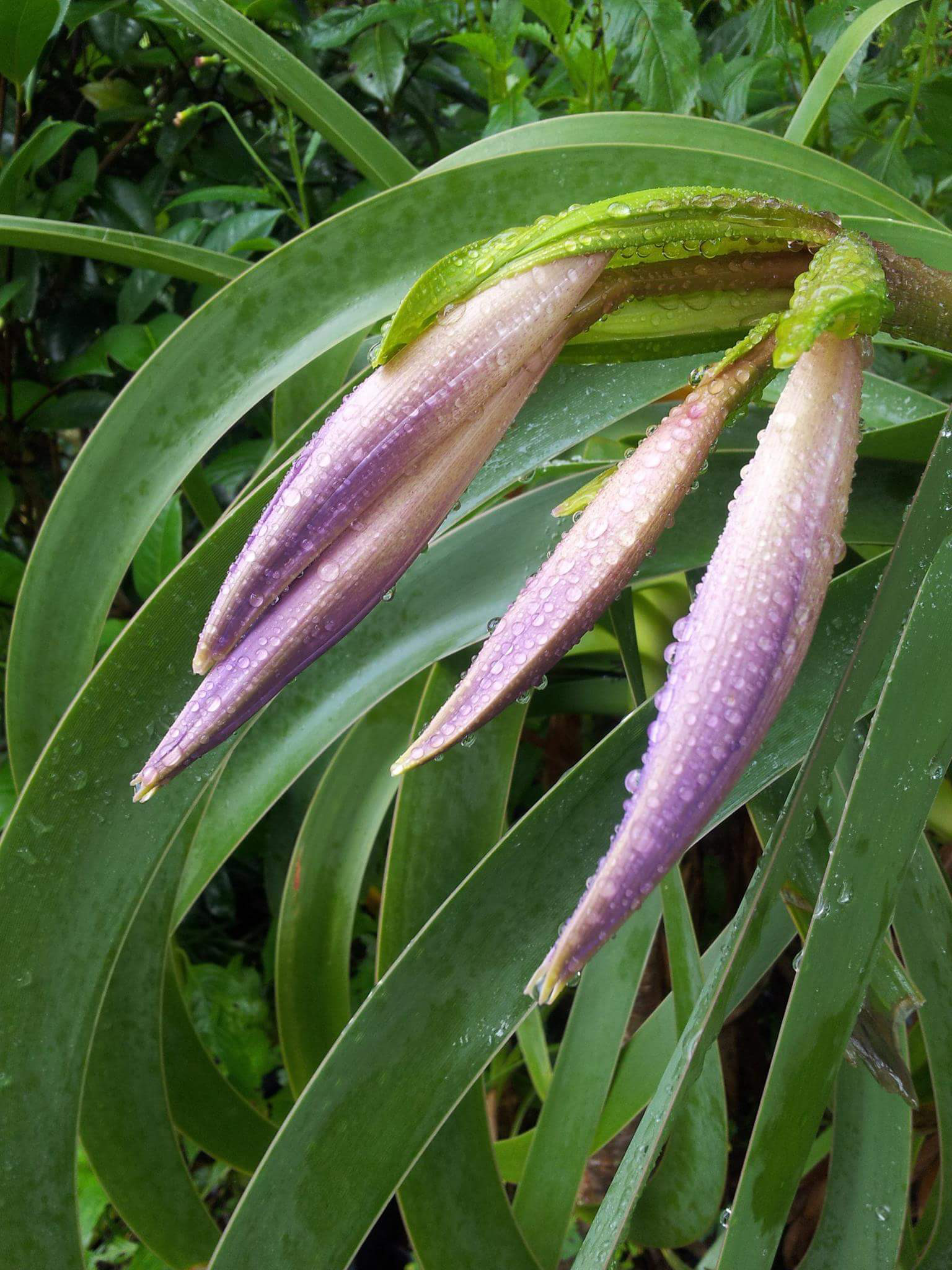 Worsleya procera