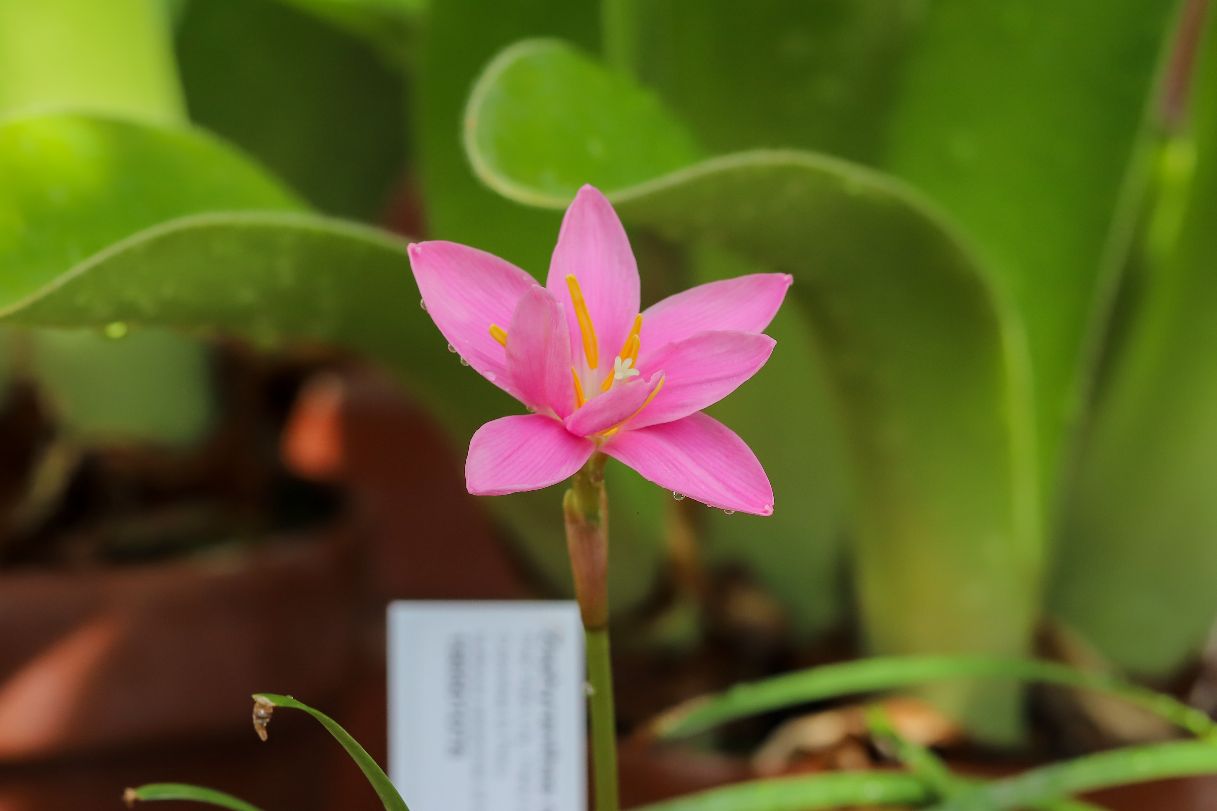 Zephyranthes rosea
